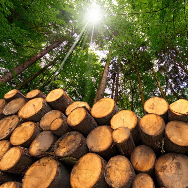 Sistemi di pesatura a bordo Attività forestale